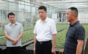 王先波调研特色农业产业发展工作