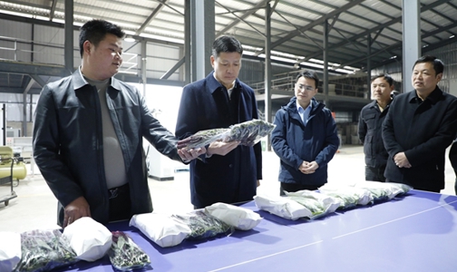 王先波调研菜薹产业高质量发展工作