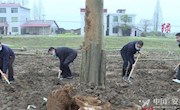 张阳、陈德等县领导参加安乡义务植树活动